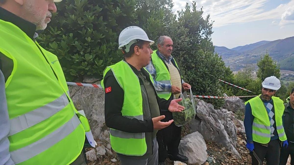 Kilosu 3 liradan toplanıyor, işlenince 10 bin lira oluyor! Yeşil altın üreticiye para kazandırıyor