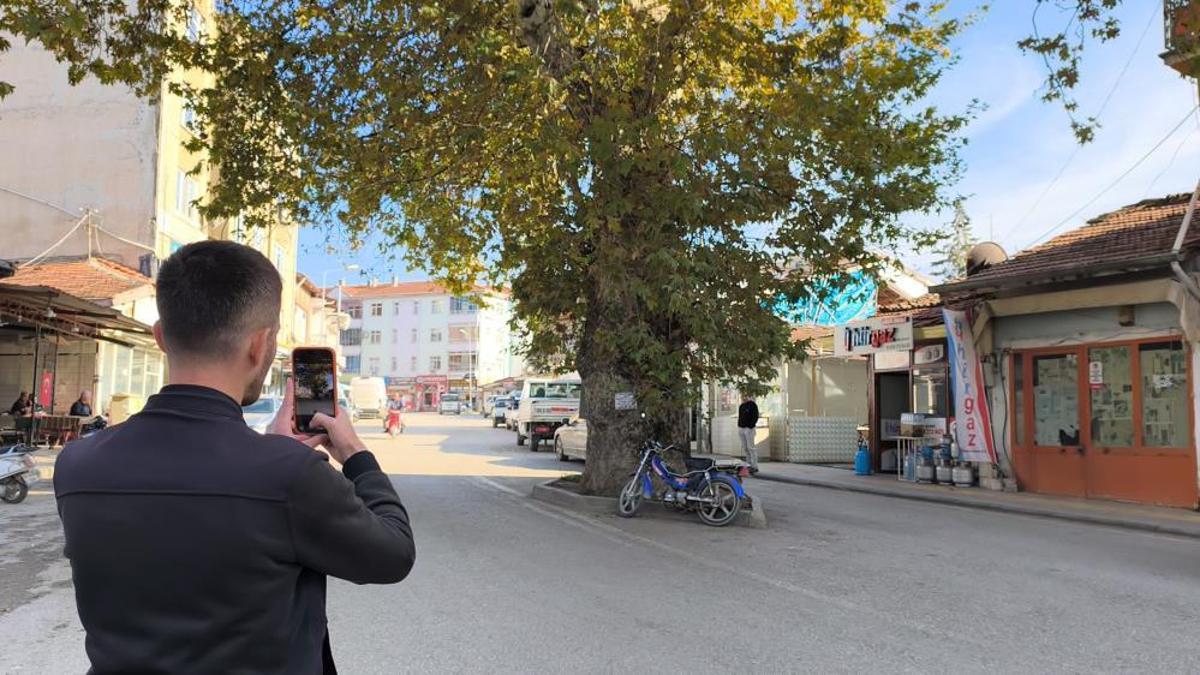 Bir zamanlar darağacı olarak kullanılıyordu! Şimdi ilçenin simgesi oldu