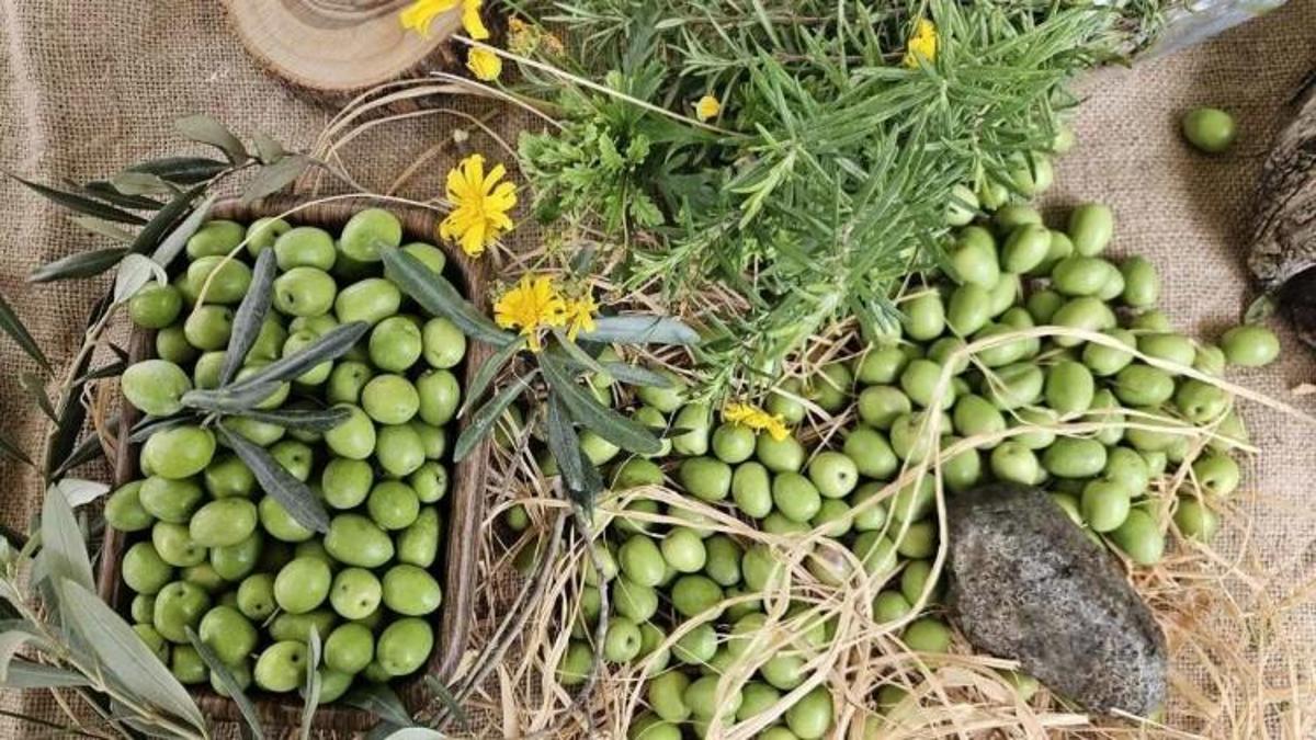 Antalya’da zeytin hasadı başladı: Üretimde yüzde 40 artış bekleniyor