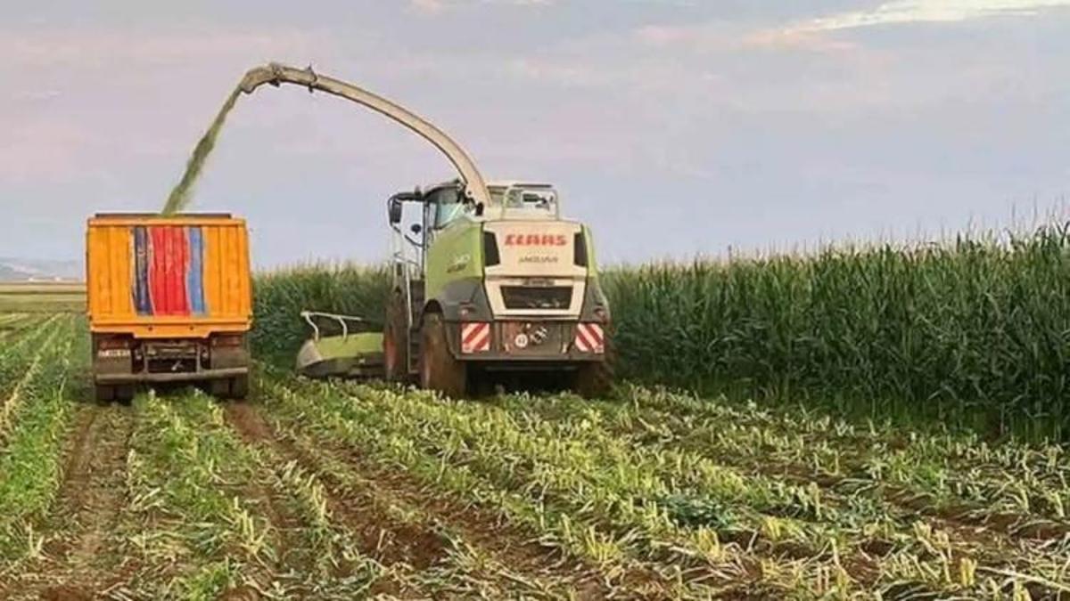 Gaziantep’in ikinci ürününde yoğun talep: Tonu 2 bin 100 TL