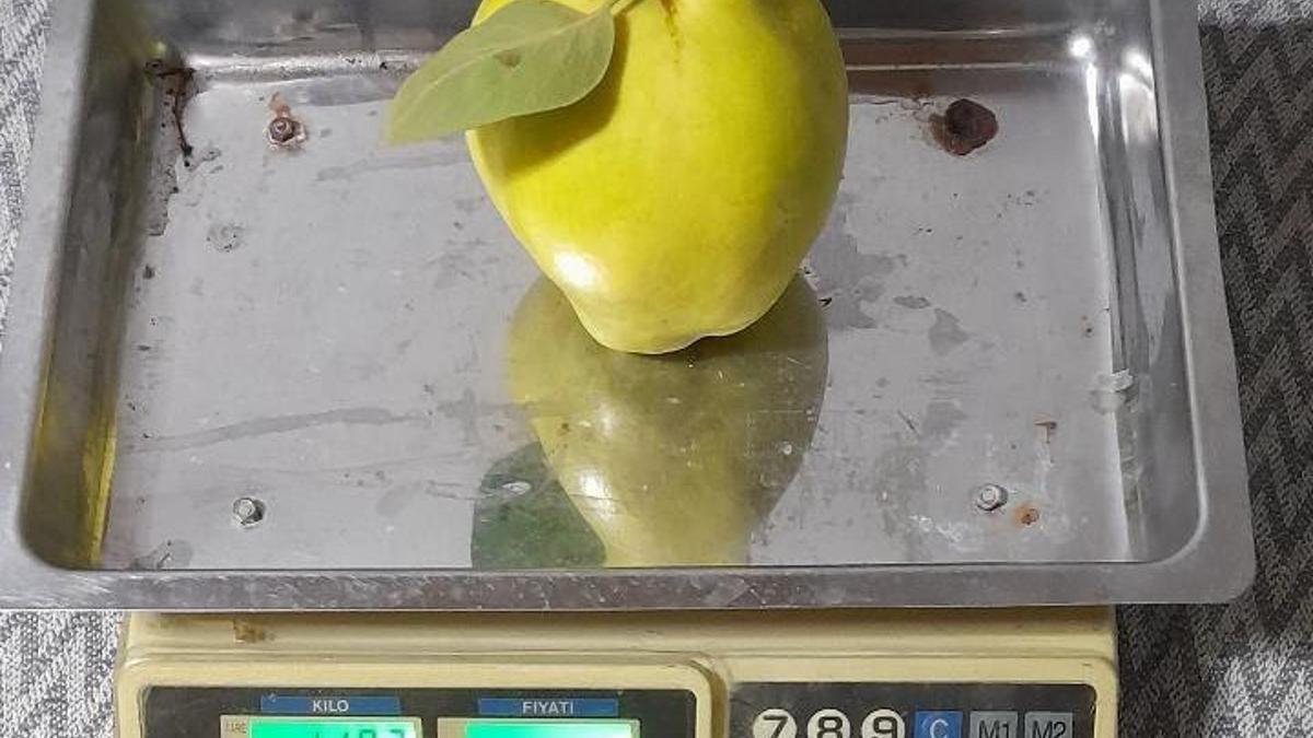 Sakarya’da dev ayva şaşırttı: Tek başına 962 gram geldi