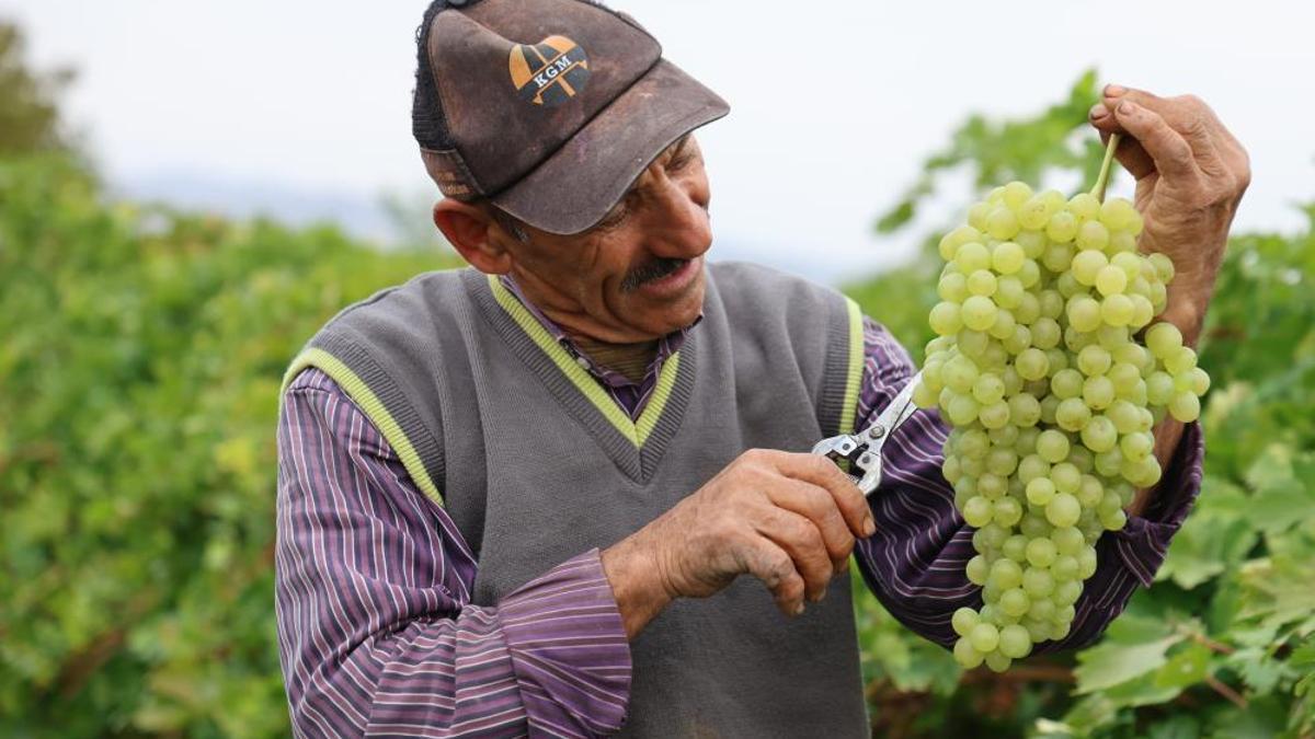 Tescilli üründe hasat devam ediyor! Elazığ'da rekolte yüksek bekleniyor