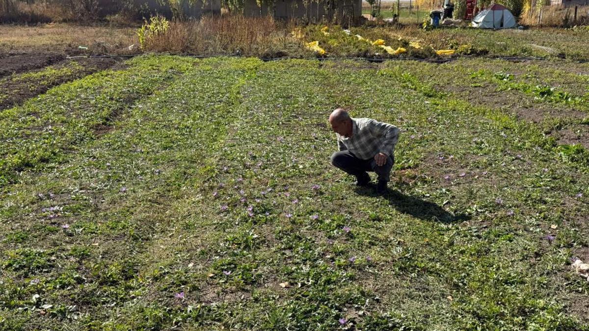 Bu tarlada servet yatıyor! Bir adım attı bütün hayatı değişti