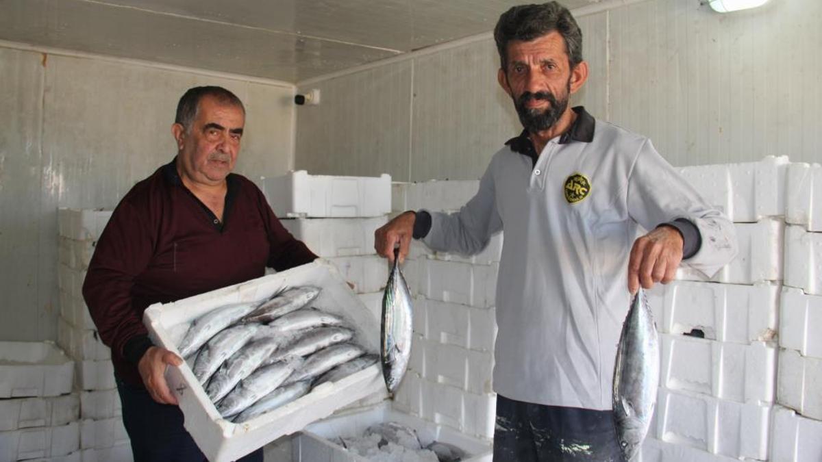 Palamut bolluğu tehlikenin önünü açtı! Hamsi ve istavrit için risk oluşturuyor