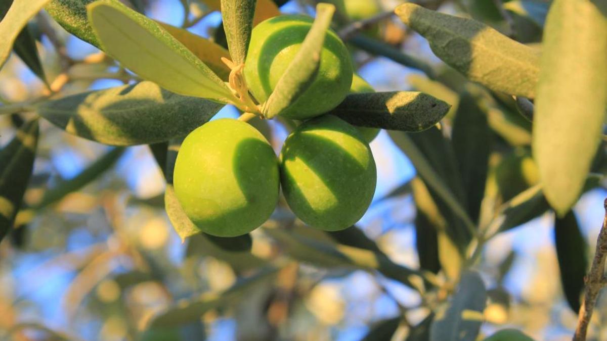 Herkesin merak ettiği rakam açıklandı! 1 kilogramlık yağlık zeytinin maliyeti belli oldu
