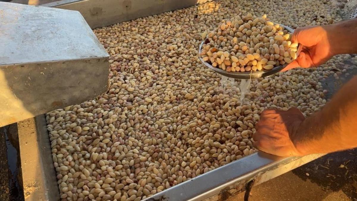 Geçen yılın don etkisi sürüyor! Fıstıkta 'var yılı' düşük kaldı