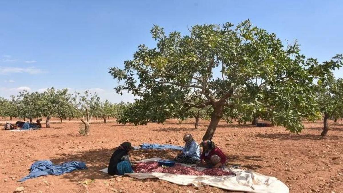 MEB’in gastronomi listesi tartışma yarattı: Gaziantep seçildi, Şanlıurfa dışarıda kaldı