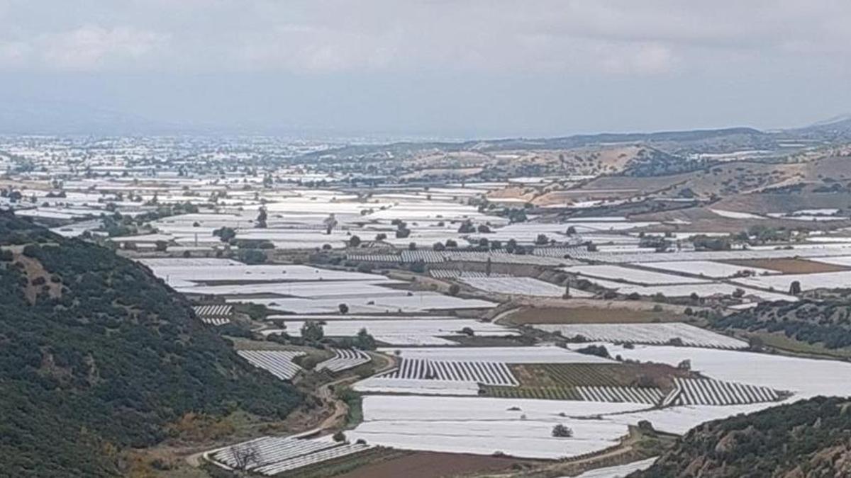 Manisa'da hasat kabusu! Binlerce ton ürün tarlada kaldı