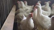 Kuş gribi vakaları artıyor! ABD'den korkutan haber...
