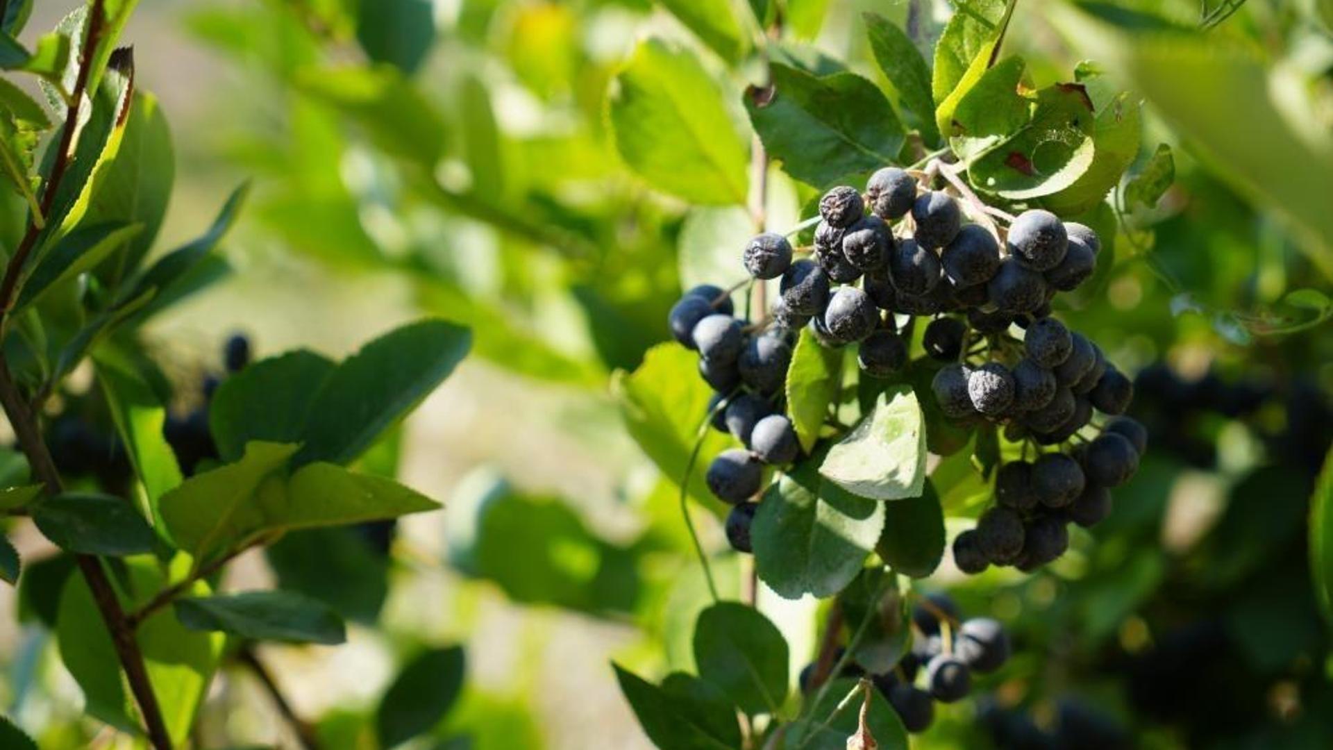Man in Erzincan, Turkey, Becomes Aronia Producer After Tasting Fruit in Ice Cream