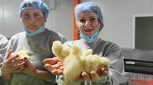 Türk civcivi Gürcistan’dan dünyaya yayılıyor