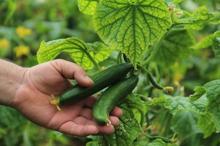 Yeni mahsullerle mayıs ayında fiyatlar iyice ucuzlayacak