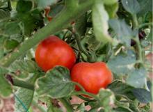 Yeni mahsullerle mayıs ayında fiyatlar iyice ucuzlayacak