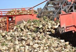 Çiftçiye destek paraları ödemeleri başladı! Pancar çiftçisi destekleme parası ne zaman yatırılacak? Çiftçi desteği ödemelerinde son durum ne?