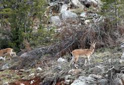 Araç yoğunluğu azaldı, dağ keçileri yol kenarına indi