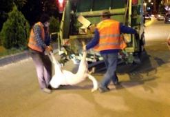Köpek leşlerini çöpe attılar