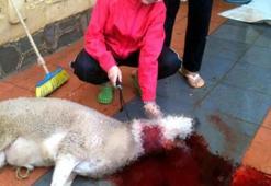 BBG evindeki türbanlı kız tartışmalara neden oldu