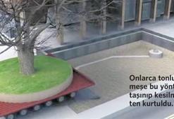 Kesmeye kıyamadılar 400 bin $’a taşıdılar