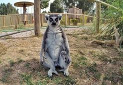 Lemur ve mirketler hayvanat bahçesinin gözdesi