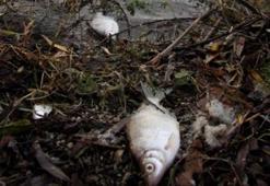 Uluabat Gölü'nde korkutan görüntü!