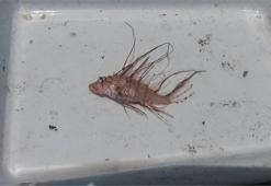 Mersin'de yeni tür zehirli balık bulundu