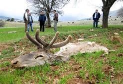 VAHŞET! Öldürüp etlerini...