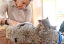 Bebek koala ameliyat olan annesini bırakmadı