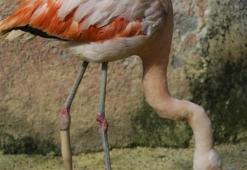 Flamingoya protez bacak takıldı