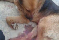 Komiser yardımcısı köpeği vurdu