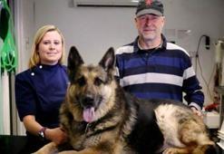 Kurt köpeğinin midesinden çıkanlar şaşırttı