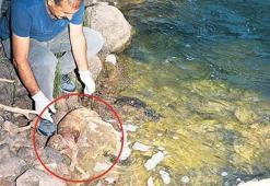 Tunceli’de ‘Anadolu parsı’ umudu