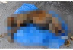 Nesli tükenmekte olan 'Anadolu Parsı' ölü bulundu