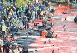 Faroe Adaları’nda balina katliamı!