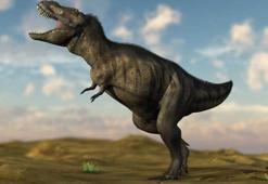 T-Rex'in dişinde gizli silah vardı