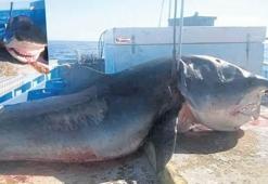 Jaws yanında hamsi gibi kalır!