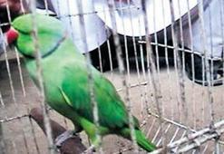 Papağan, yaşlı bir kadına hakaretten gözaltına alındı