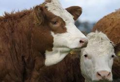 İnternetten kurbanlık dönemi