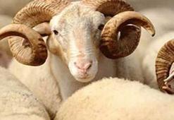 Kurban keseceklere bıçak uyarısı!