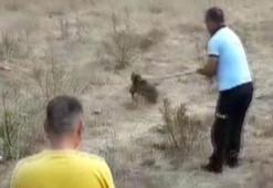 İtfaiye yavru domuz için seferber oldu