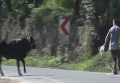 Kurbanlık boğa ortalığı birbirine kattı