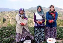Uludağ'ın yediveren çileği 150 derde deva