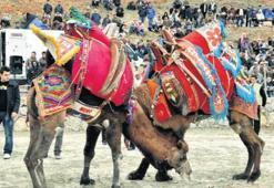 Deve güreşlerinde alkol yasağı tepkisi