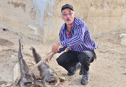 Gediz Nehri’nde ürküten toplu balık ölümü