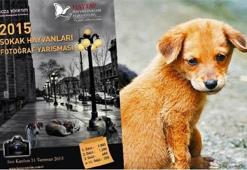 Sokak hayvanlarına yuva olacak!