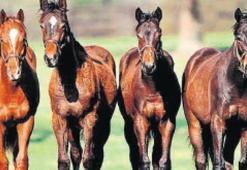 Onlarınki de ’Çip Bebek’