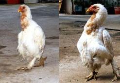 Bu tavuk penguen gibi yürüyor