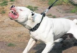 Polis pitbulu uyutup operasyon yaptı