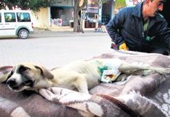 Yaralı sokak köpeği ambulansla tedaviye gitti