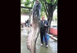 Kelkit Çayı’nda  120 kiloluk yayın balığı