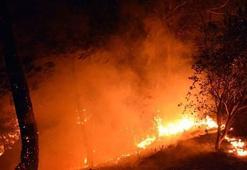 Osmaniye'de orman yangını